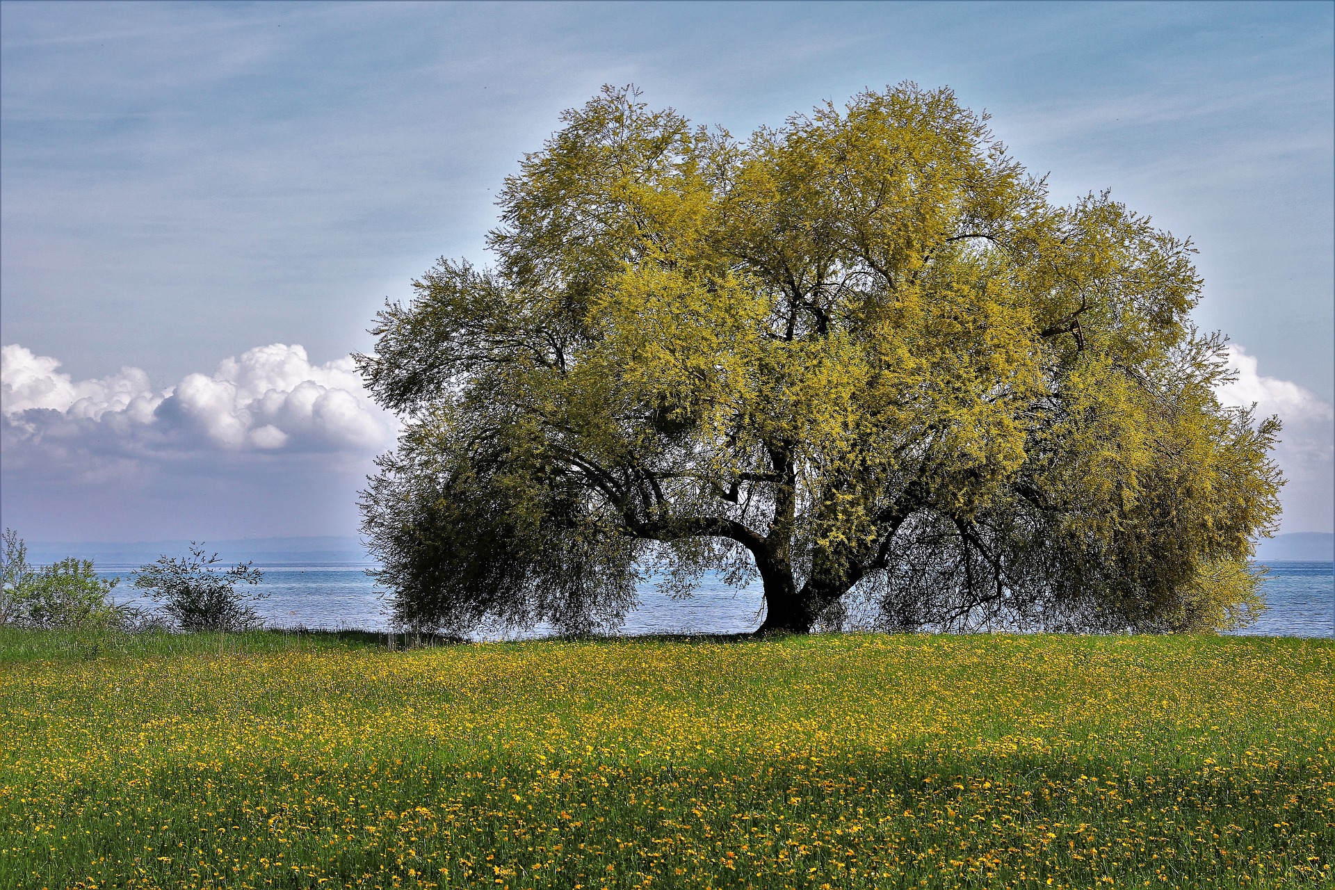 willow family office services tree by ocean