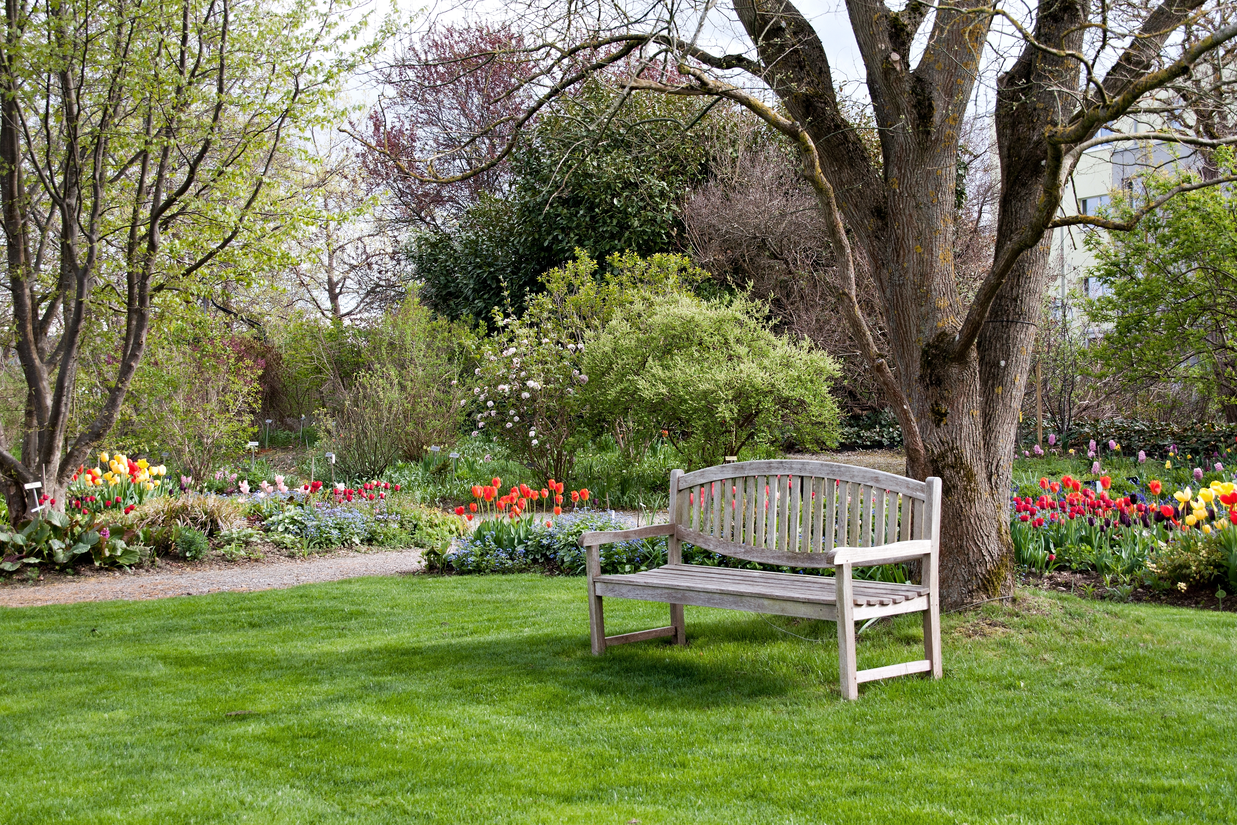 willow family office services tree with bench